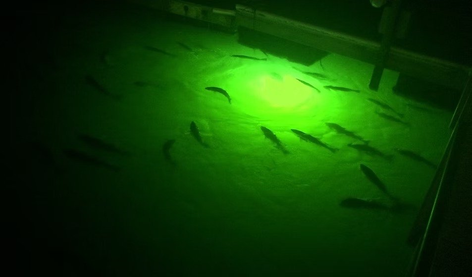 Illuminate Nighttime Waters with a Vibrant Underwater Fishing Light
