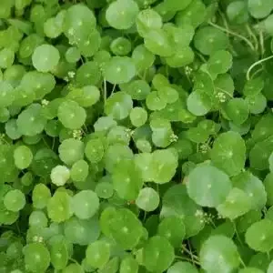 Create a vibrant freshwater tank with premium aquatic plants