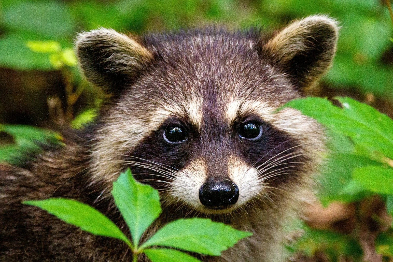 Humane raccoon removal in Shohola: expert local solutions