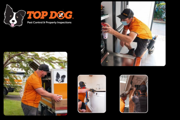 Effective Pest Management for Homes on the Gold Coast
