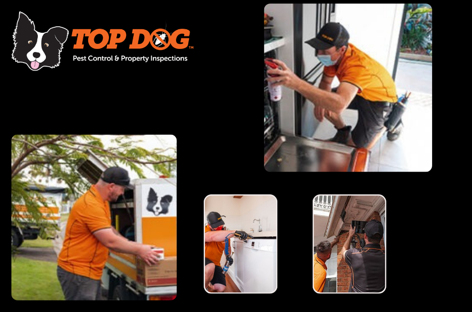 Effective Pest Management for Homes on the Gold Coast