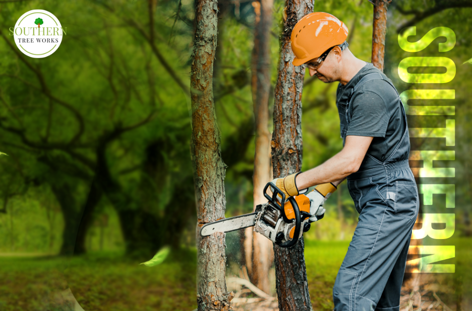 Tree Limb Removal In Dothan Al | Mytreecutter.com