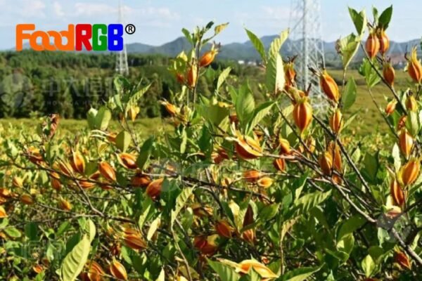 Vibrant Natural Colour: Premium Red-Orange Powder for Foods