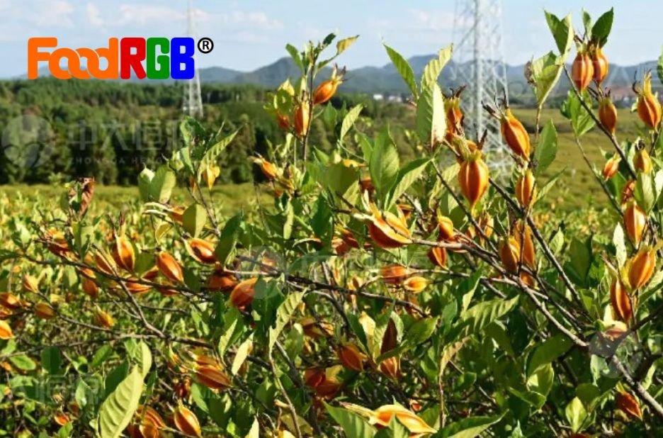 Vibrant Natural Colour: Premium Red-Orange Powder for Foods