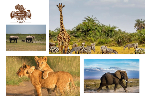 Birds, Africa’s Rift Valley Gem: A Kenyan Lake Escape