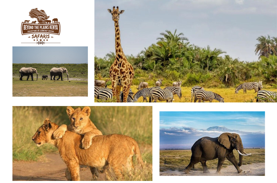 Birds, Africa’s Rift Valley Gem: A Kenyan Lake Escape