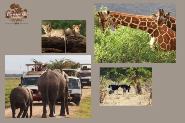Discover Top Kenya Safari Operators for Unforgettable Adventures