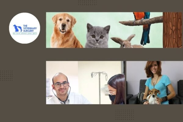Trusted Vet Clinic Qatar for Expert Pet Care and Wellness Services