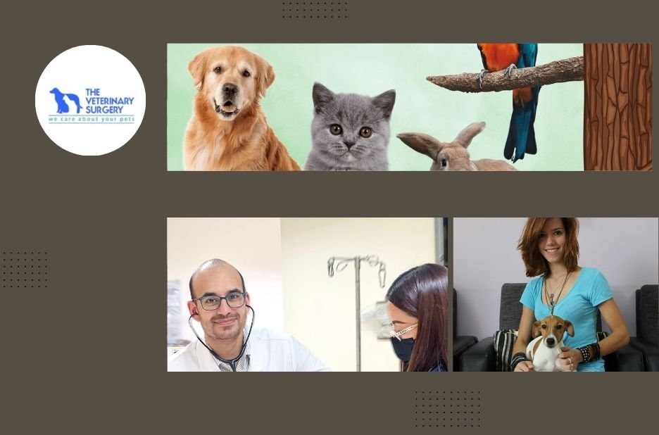 Trusted Vet Clinic Qatar for Expert Pet Care and Wellness Services