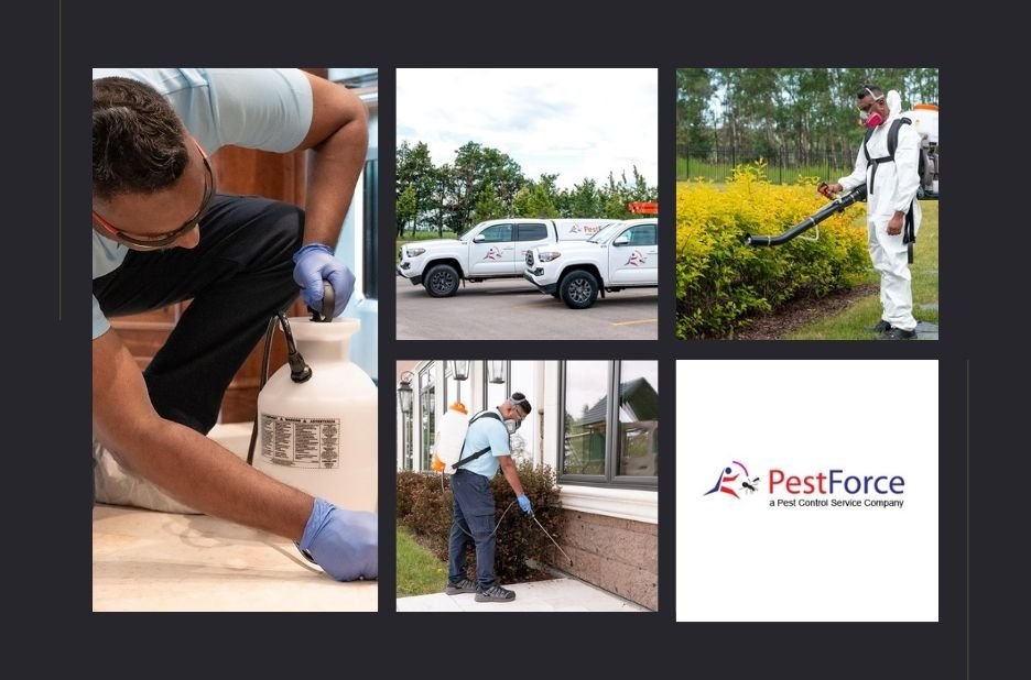 Top Calgary Rat Exterminator Services for Safe and Effective Pest Control