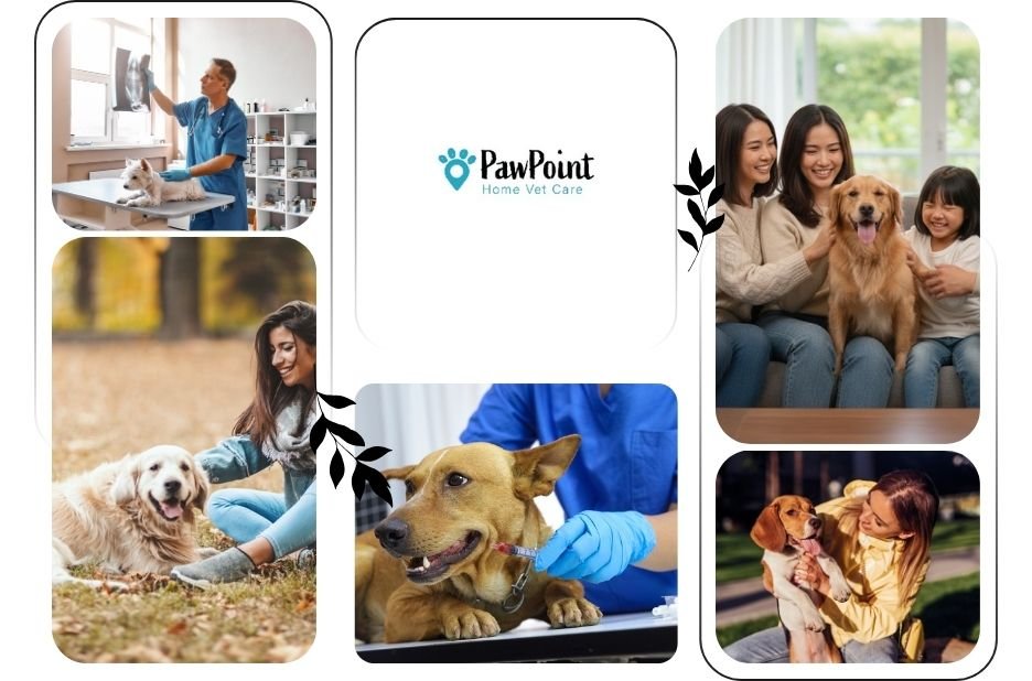 Compassionate At Home Pet Euthanasia in Calgary | Expert End-of-Life Care