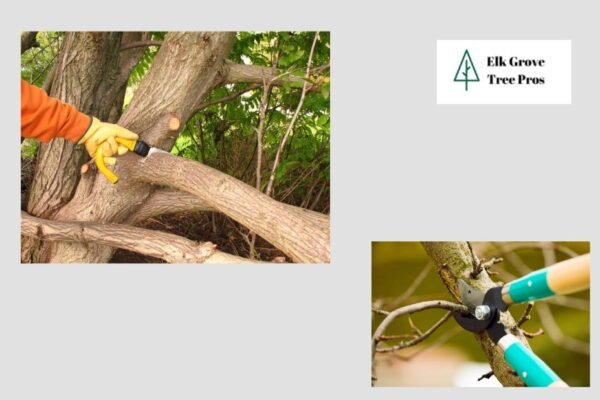 Professional Tree Care in Elk Grove: Pruning, Shaping and Health