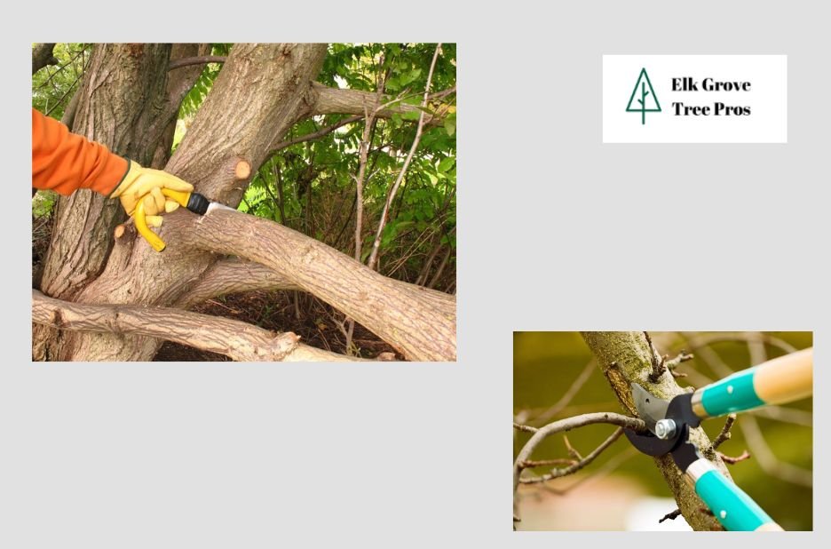 Professional Tree Care in Elk Grove: Pruning, Shaping and Health