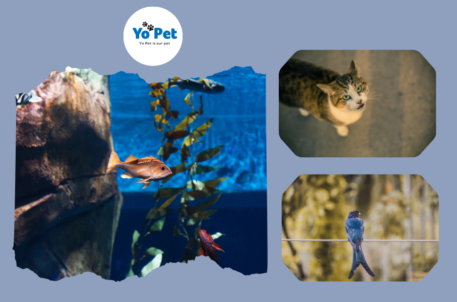 Discover Top Pet Essentials for Your Furry Friends