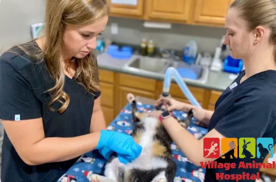 Village Animal Hospital – Expert Veterinary Care for Your Pets at V-a-h.com