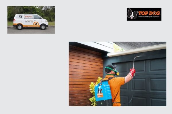 Effective Home Termite Solutions on the Gold Coast