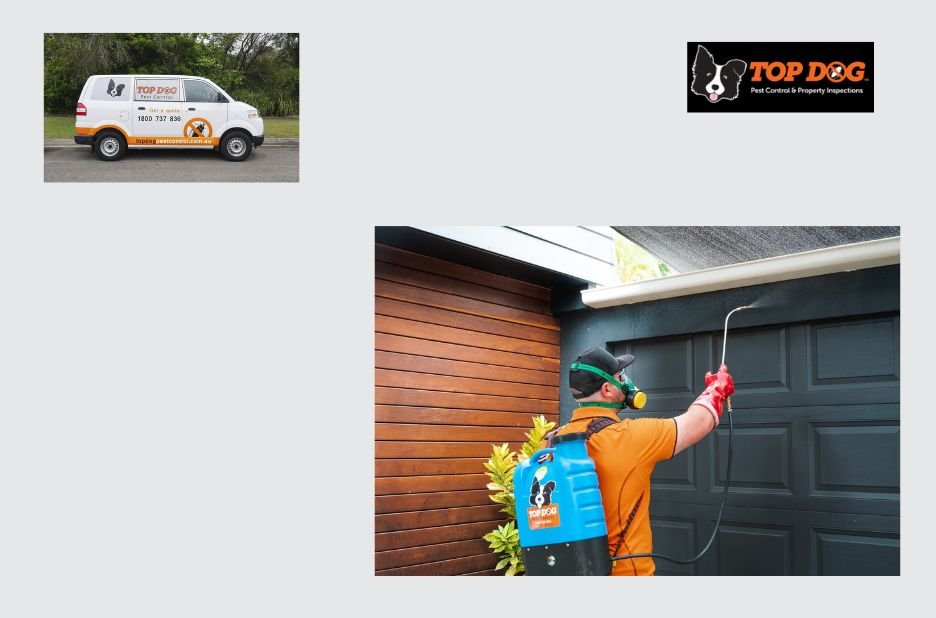 Effective Home Termite Solutions on the Gold Coast