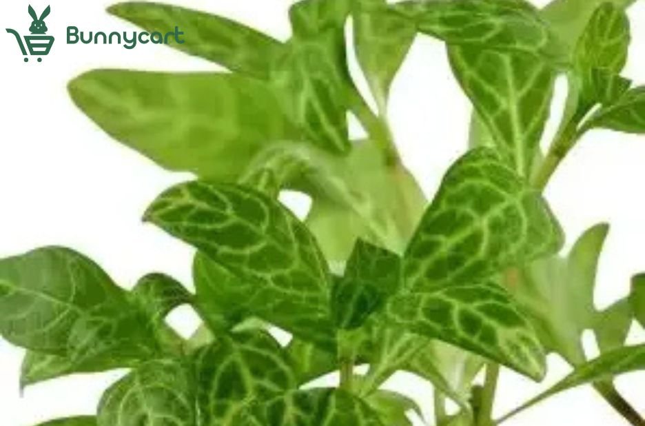Your Trusted Online Aquarium Shop for Fresh Finds