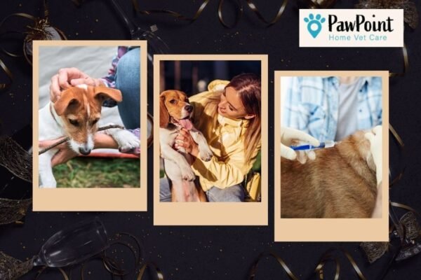 Compassionate In-Home Euthanasia for Your Pet