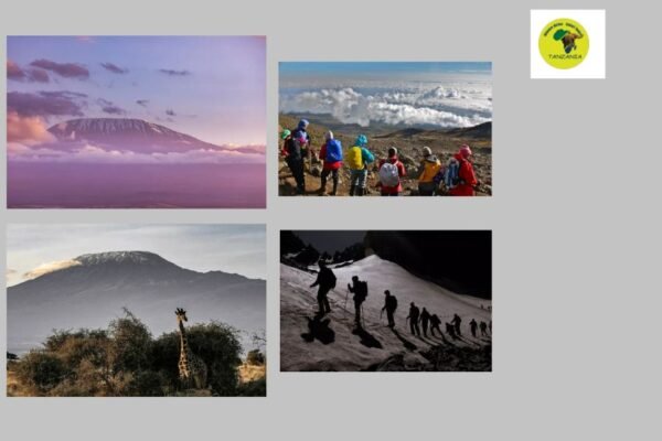 Top Tanzania Safari Operators for Unforgettable Journeys