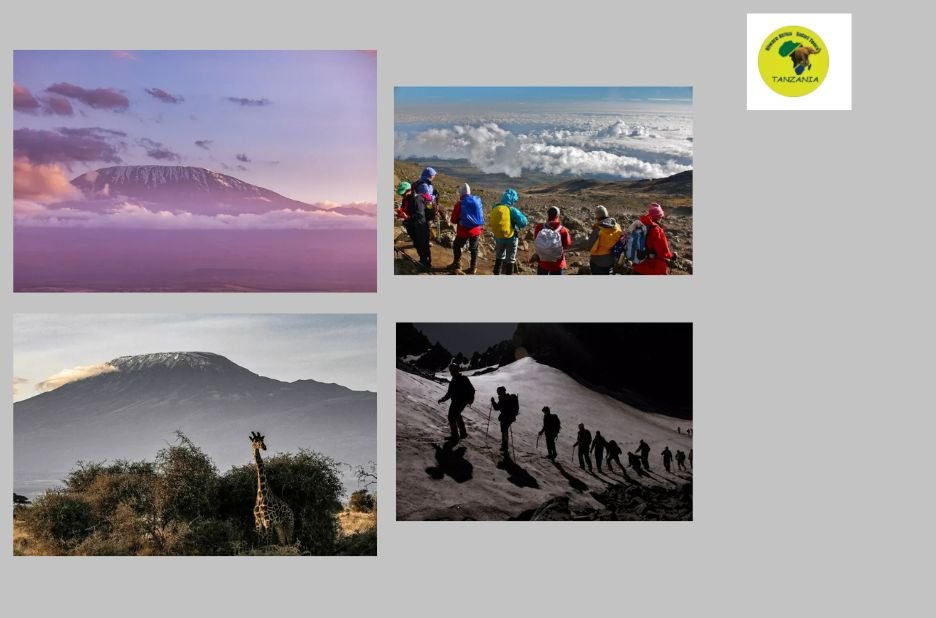 Top Tanzania Safari Operators for Unforgettable Journeys