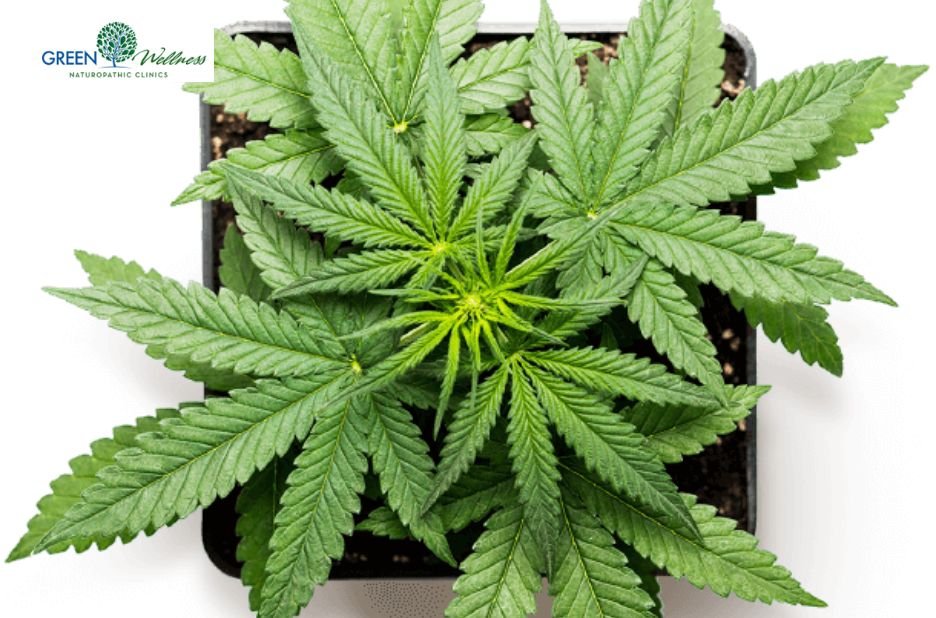 Navigate Medical Cannabis Access in Washington State