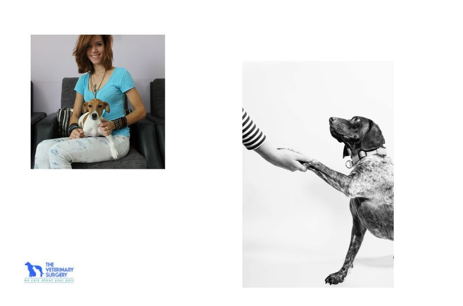 Compassionate Pet Care in Qatar: Trusted Veterinary Expertise