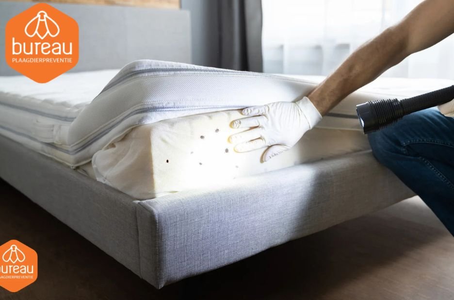 Ratten poep herkennen en veilig verwijderen: Complete gids voor een schone en veilige omgeving