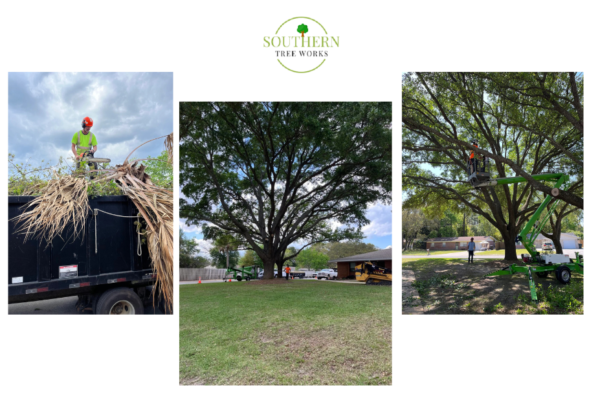 Reliable Dothan Tree Services — Safe, Affordable, Local Experts