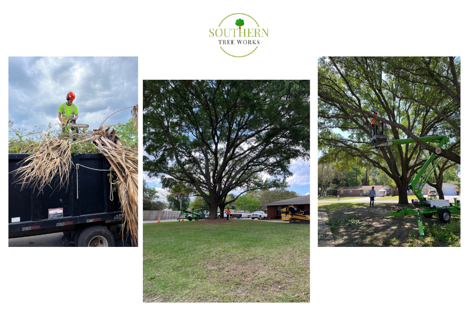 Reliable Dothan Tree Services — Safe, Affordable, Local Experts