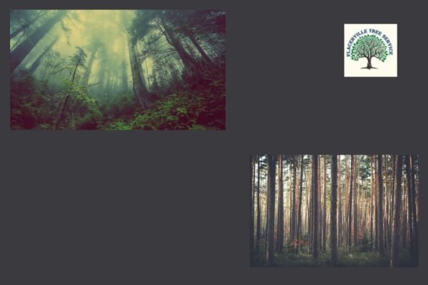 Professional Tree Care for Homes in Placerville and Nearby