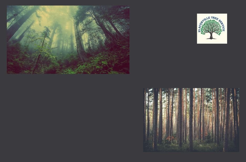 Professional Tree Care for Homes in Placerville and Nearby