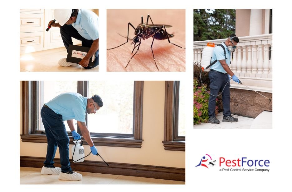 Trusted Pest Control Experts in Calgary for Homes and Businesses