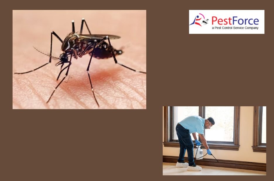 Effective Bed Bug Control: Safe, Local Pest Solutions