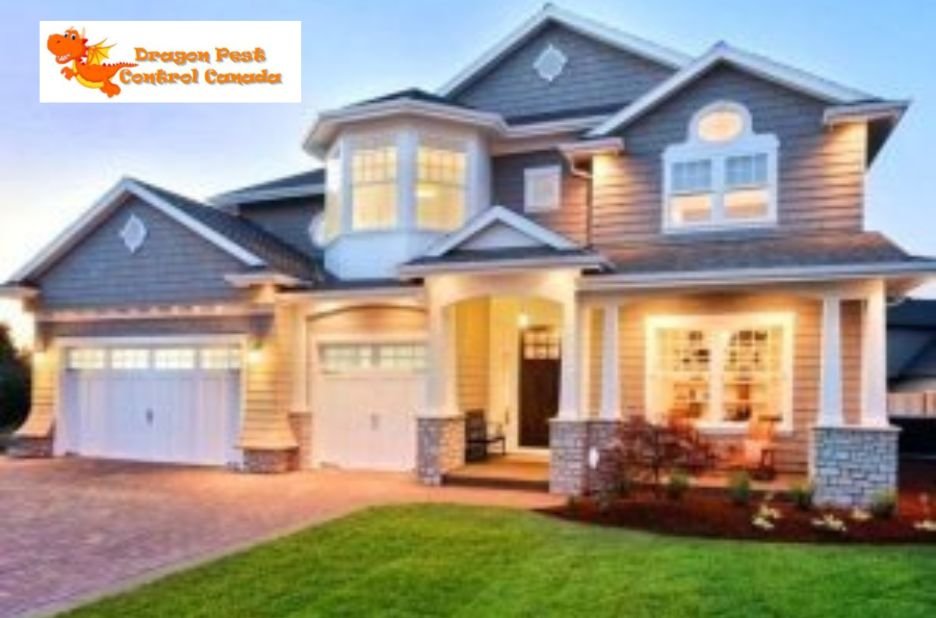 Effective Bed Bug Solutions for Homes in Edmonton