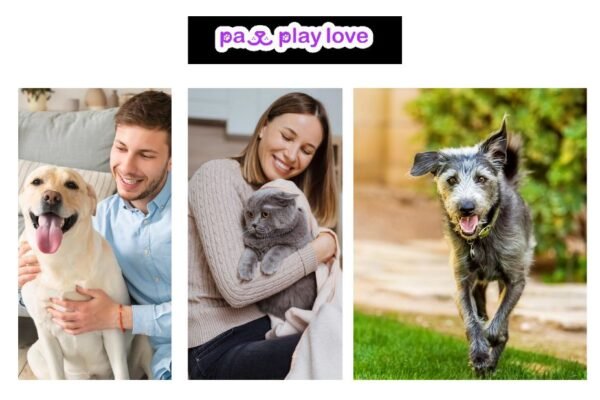 Cats Dating Website – Connect Your Furry Friends for Purr-fect Matches
