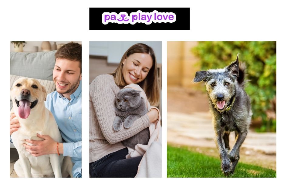 Cats Dating Website – Connect Your Furry Friends for Purr-fect Matches
