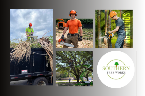 Expert Tree Care Contractor in USA | Professional Tree Services Nationwide