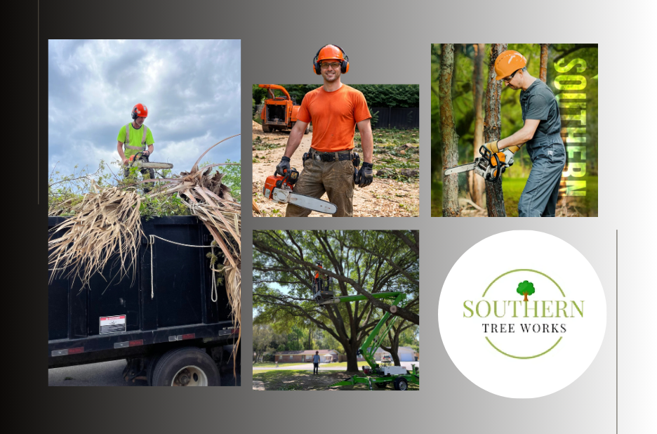 Expert Tree Care Contractor in USA | Professional Tree Services Nationwide