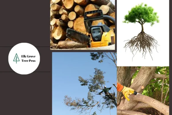 Professional Tree Removal Elk Grove Services for Safe and Efficient Solutions