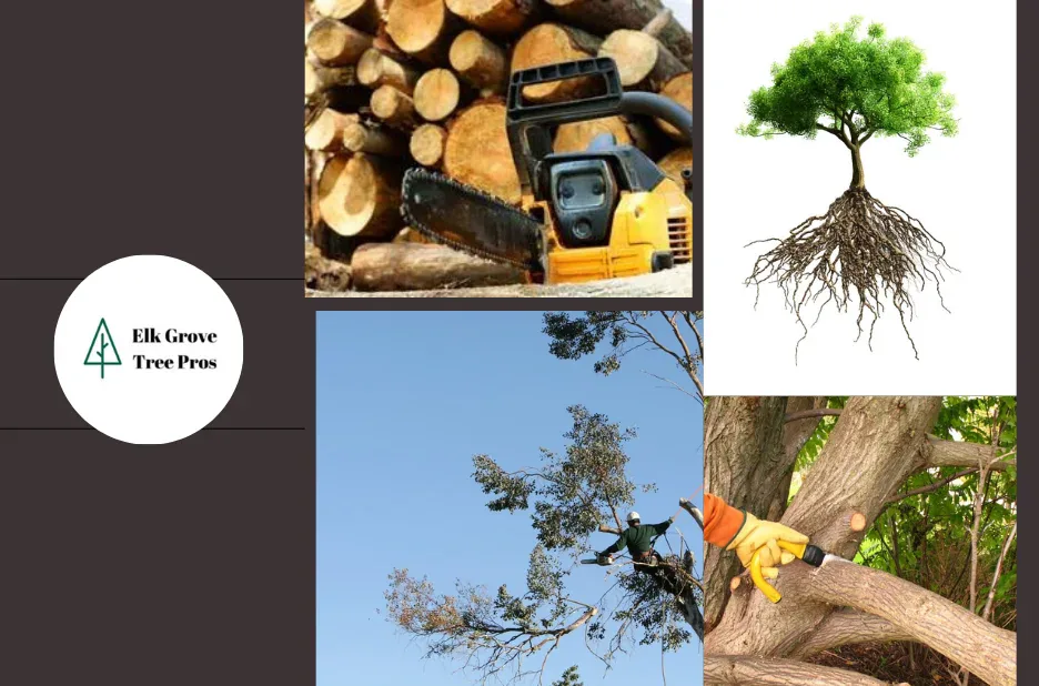 Professional Tree Removal Elk Grove Services for Safe and Efficient Solutions
