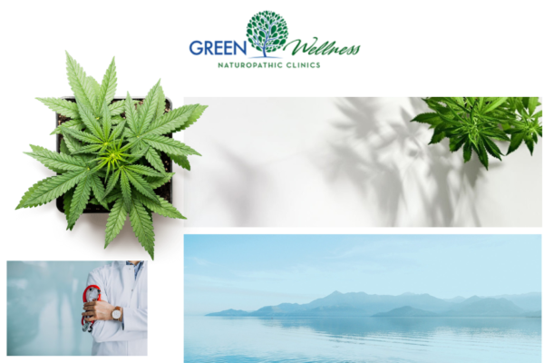 Top Medical Marijuana Doctors Near You for Safe and Effective Treatment