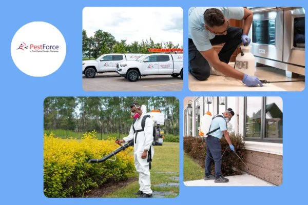 Effective Calgary Rodent Control Services for Safe and Pest-Free Homes