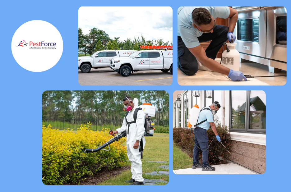 Effective Calgary Rodent Control Services for Safe and Pest-Free Homes