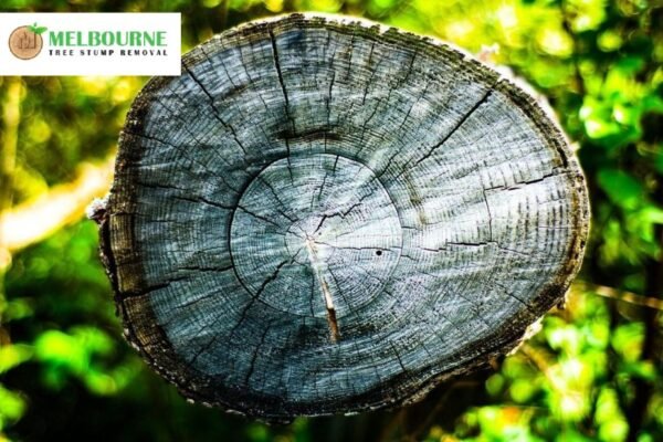 Expert Stump Grinding Melbourne Services for Safe and Efficient Tree Removal