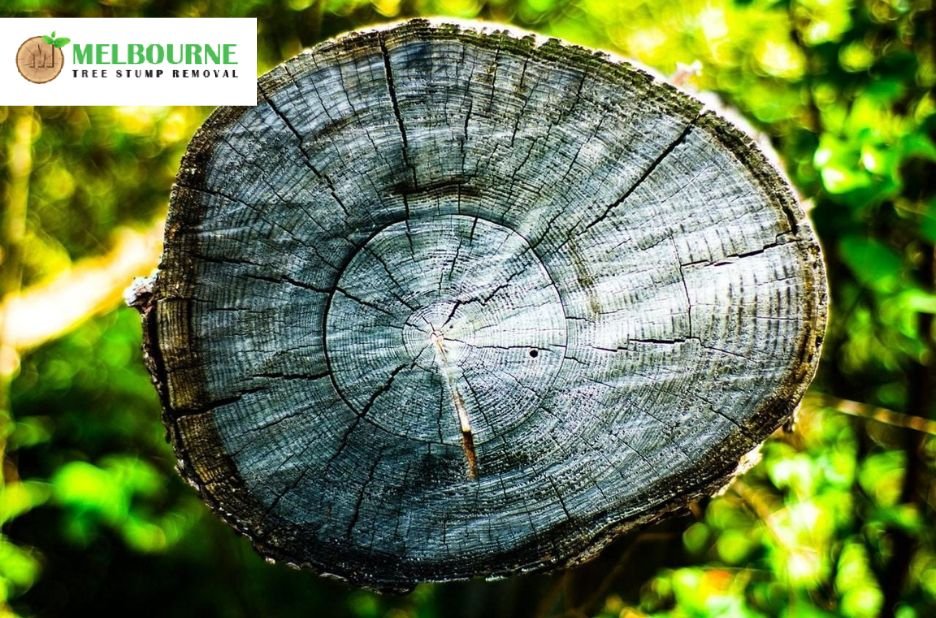 Expert Stump Grinding Melbourne Services for Safe and Efficient Tree Removal