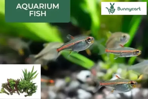Buy Aquatic Plants Online | Premium Quality for Your Underwater Garden