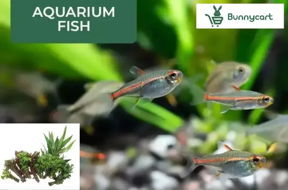 Buy Aquatic Plants Online | Premium Quality for Your Underwater Garden