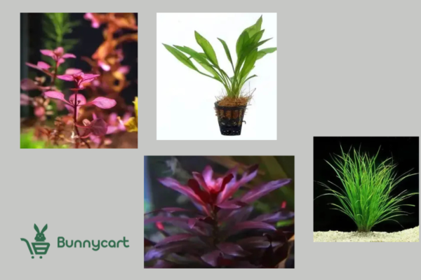 Floating Aquarium Plants | Bunnycart.com