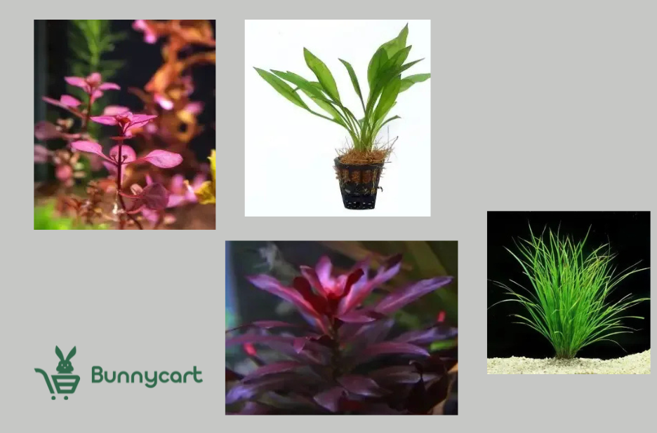 Floating Aquarium Plants | Bunnycart.com